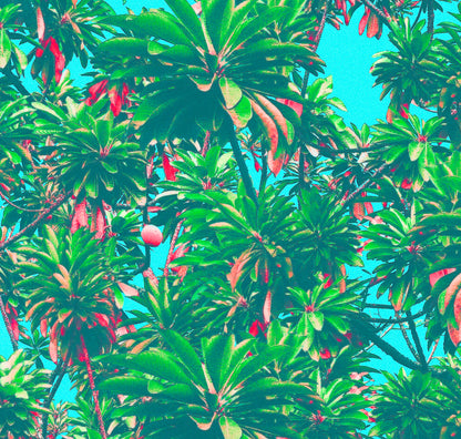 PICO PACIFIC